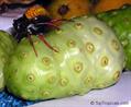  great morinda , noni, beach mulberry, cheese fruit،توت ساحل ، پنیر میوه ، نونی